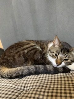 知人宅のトラ猫