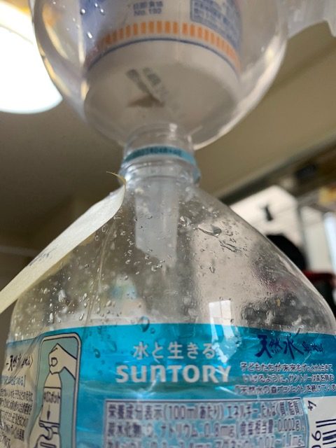 海水から塩を作ってみました